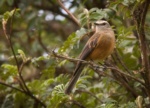 Brown-backed Chat-tyrant